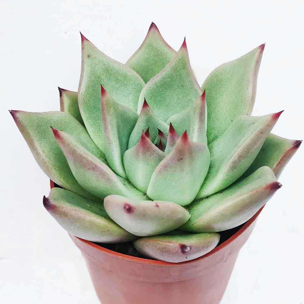 echeveria sirius pianta