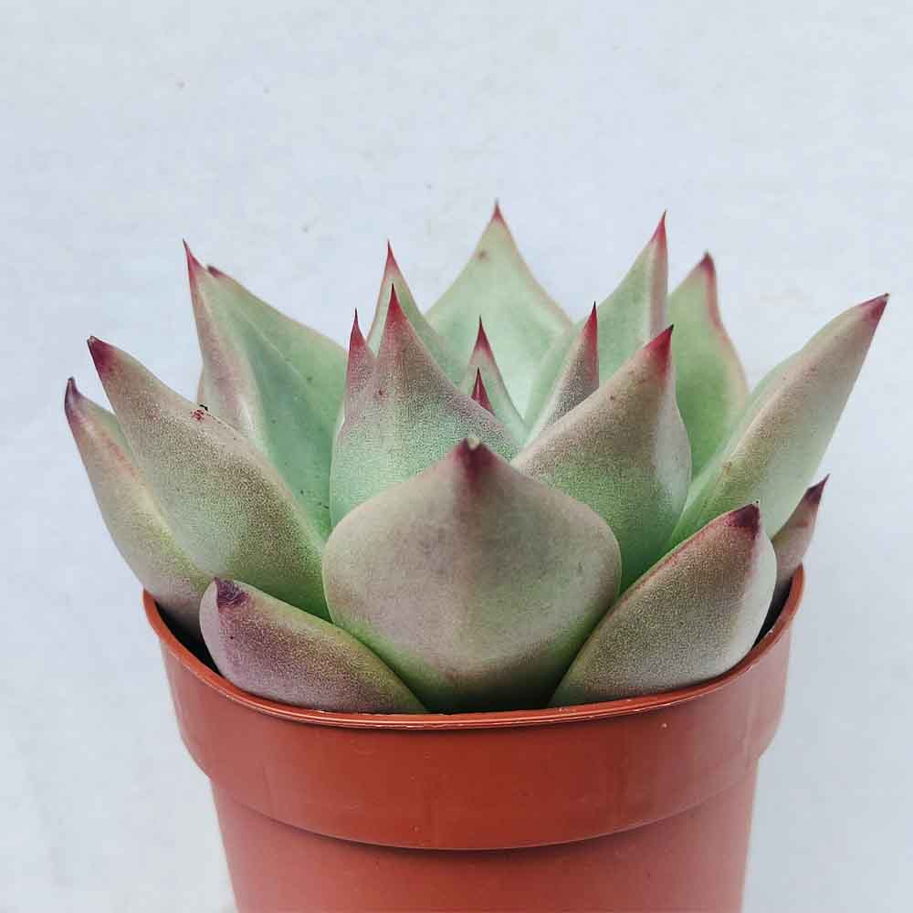 echeveria sirius