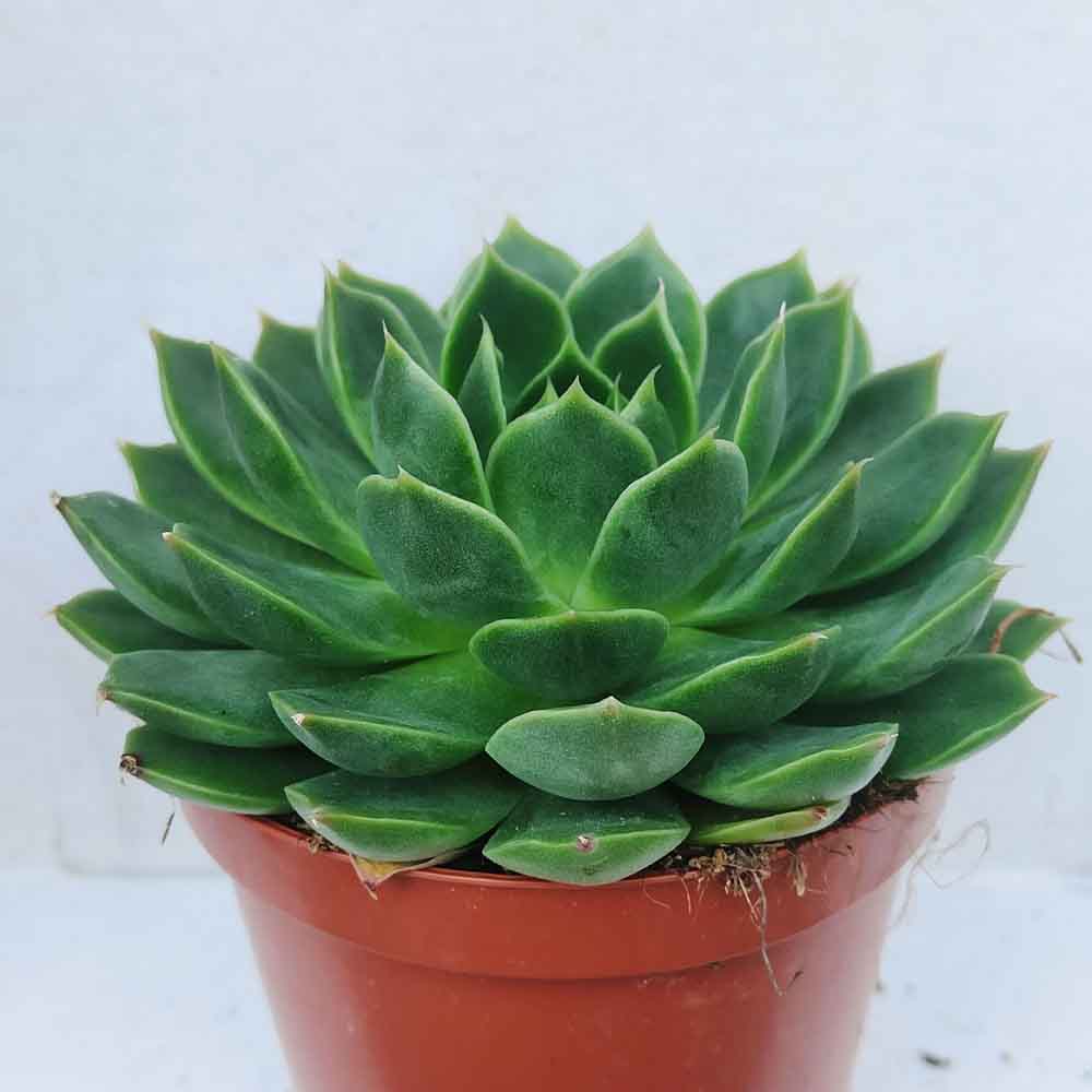 echeveria skat pianta