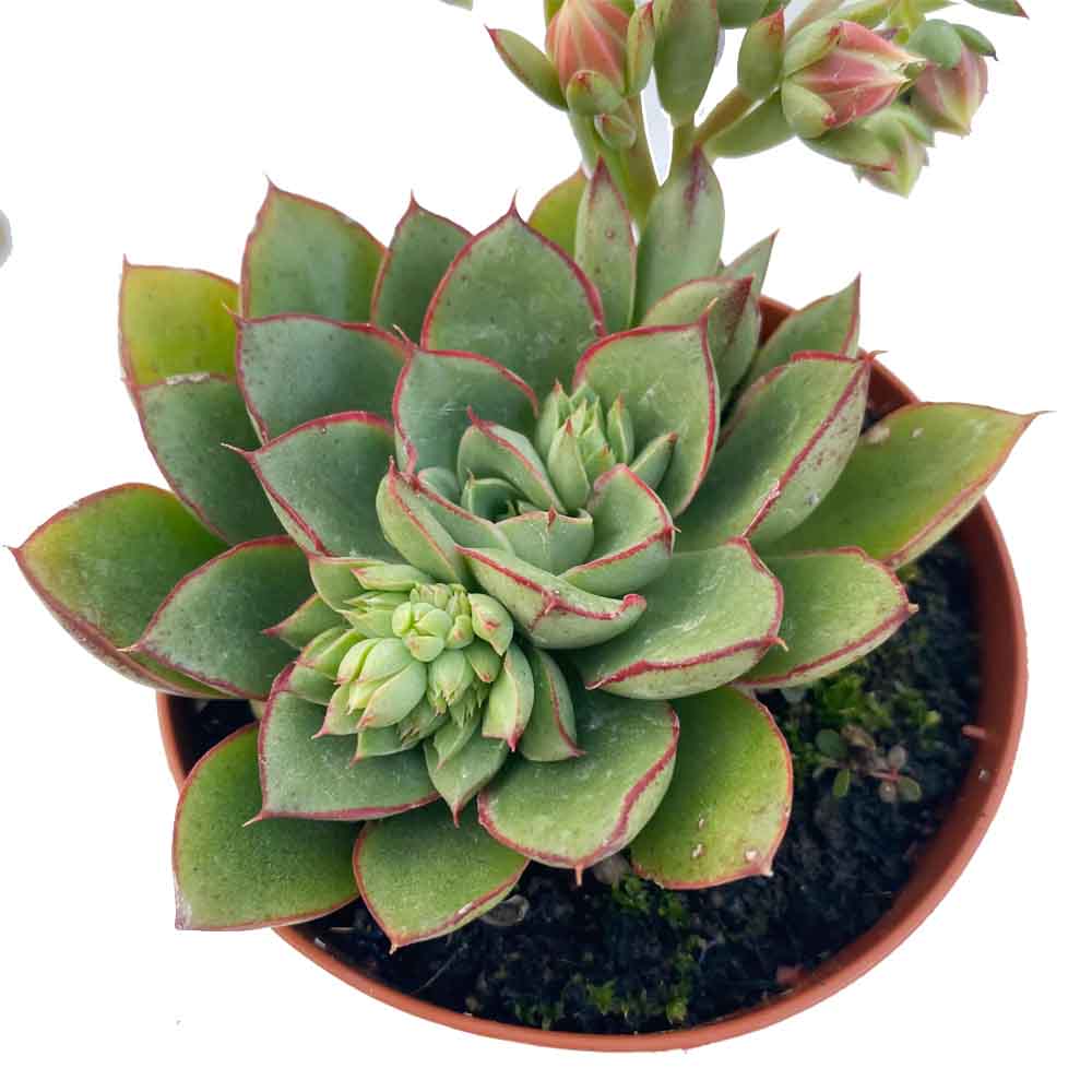 echeveria yamatomimi pianta