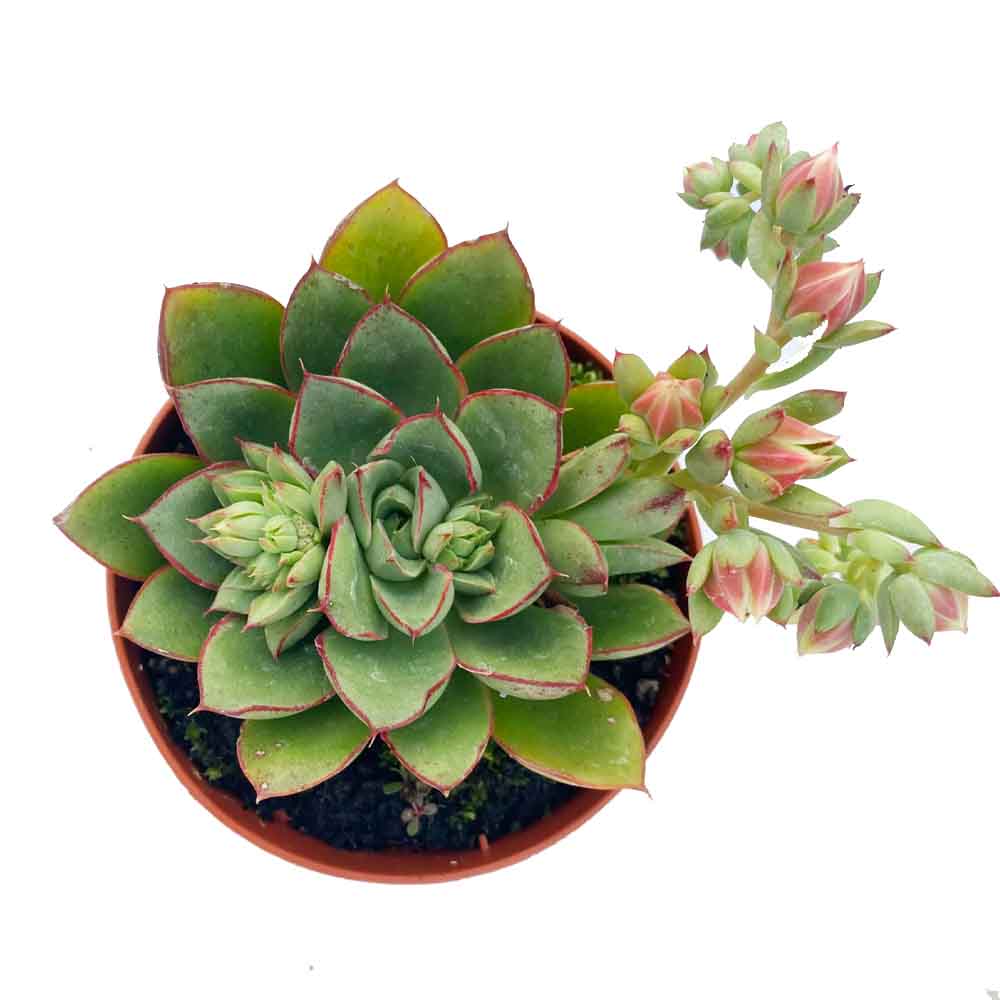 echeveria yamatomimi
