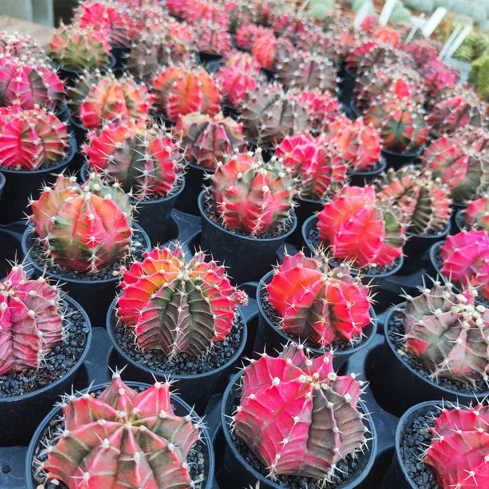 gymnocalycium variegato