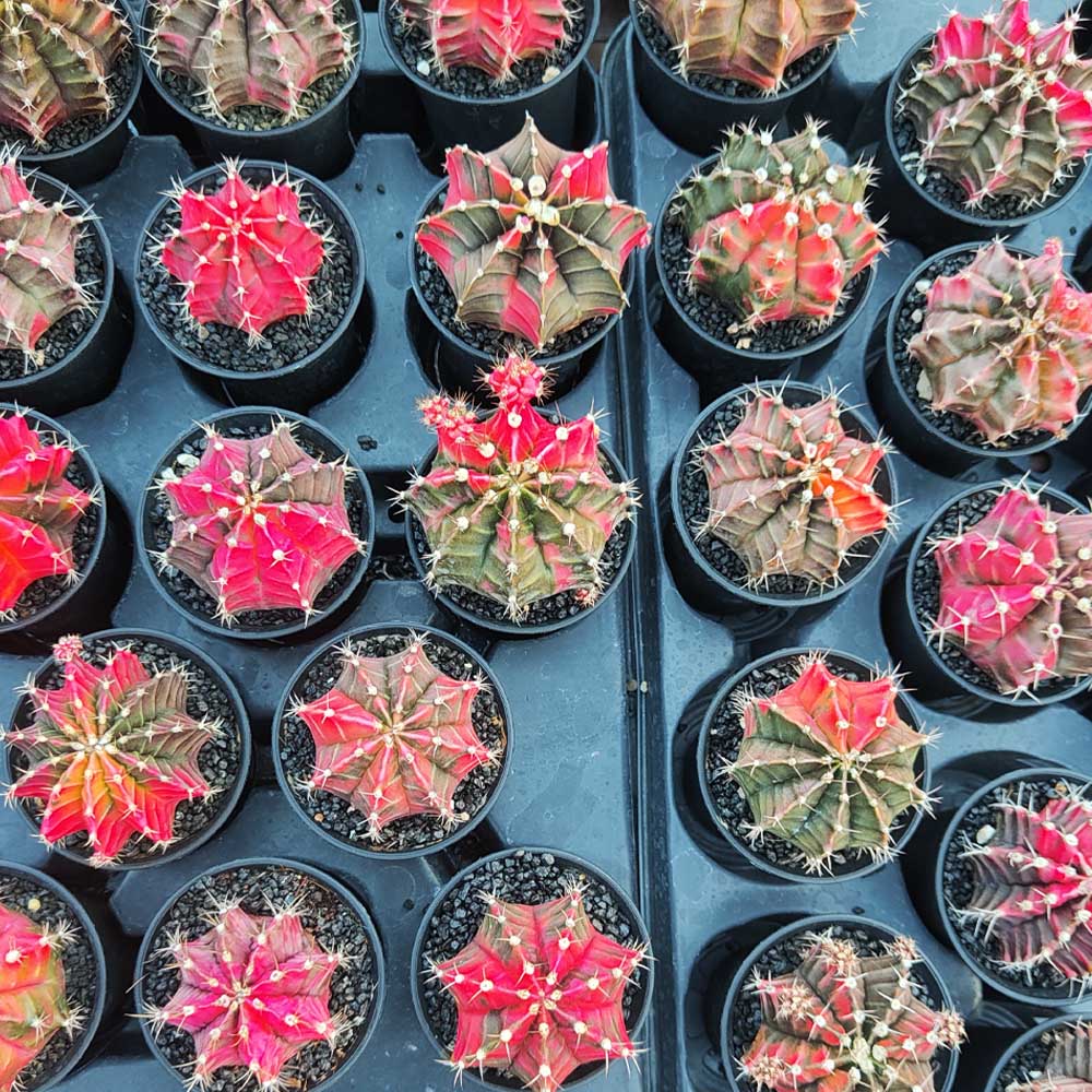 gymnocalycium variegato cactus