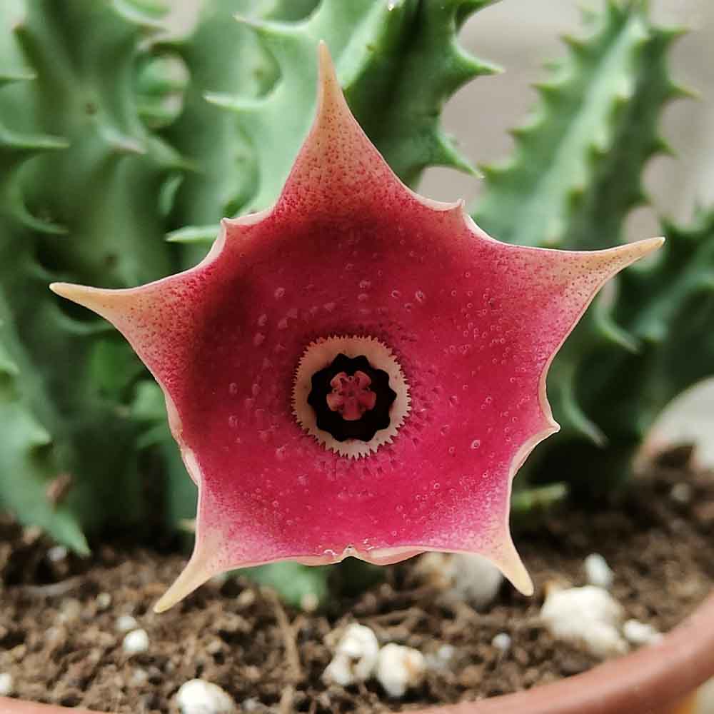huernia cv pink eye FIORE