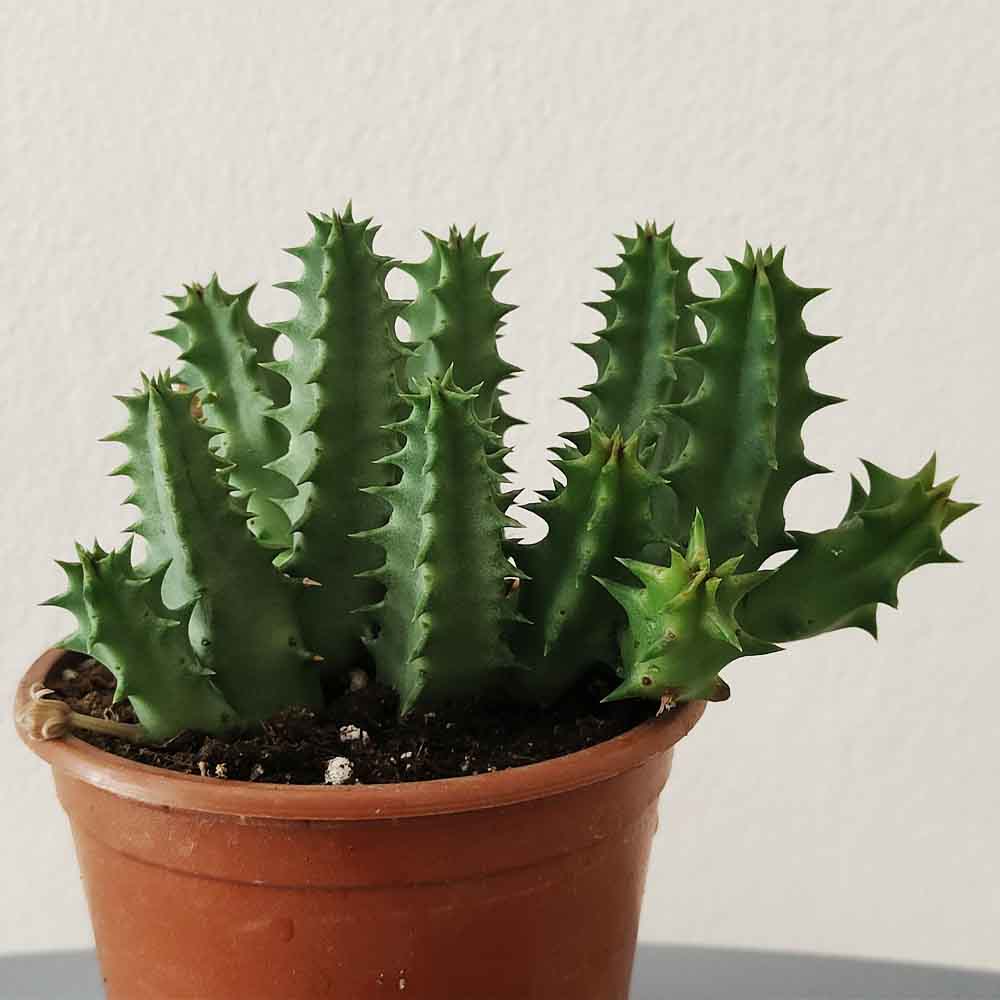 huernia cv pink eye