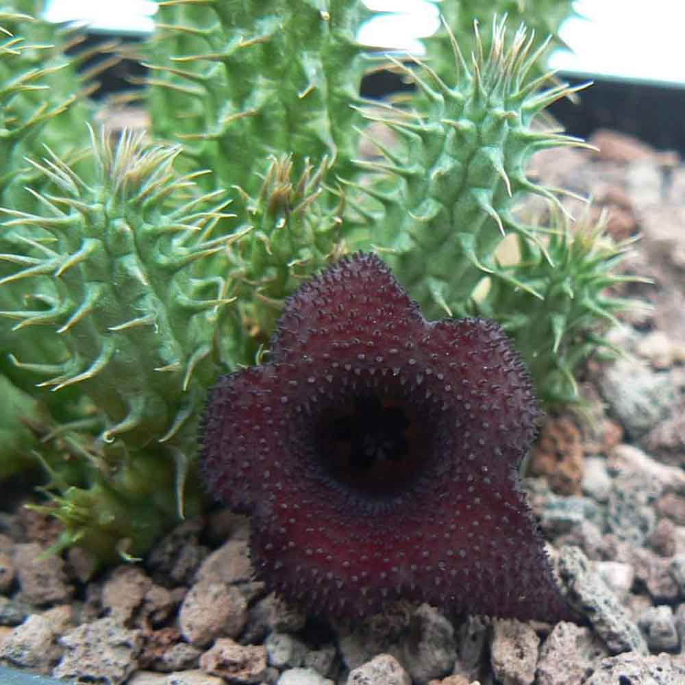 huernia pillansii fiore