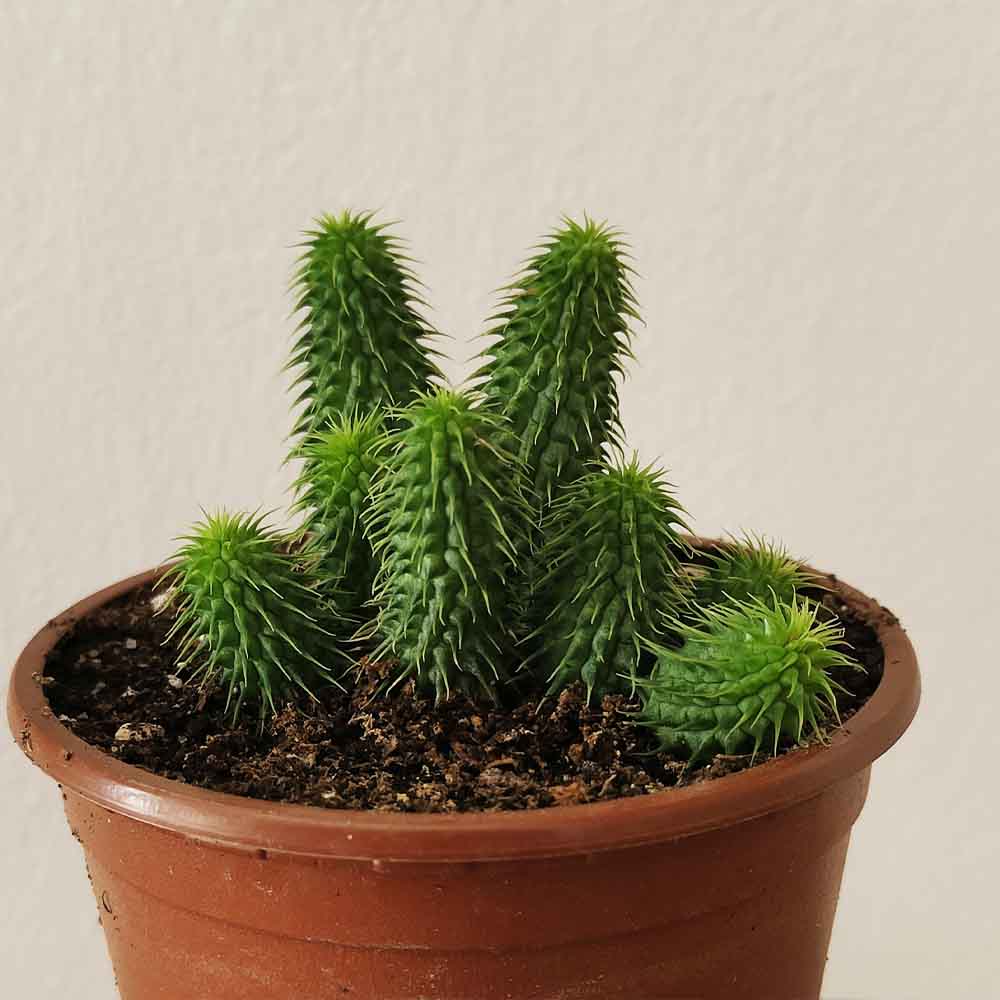huernia pillansii