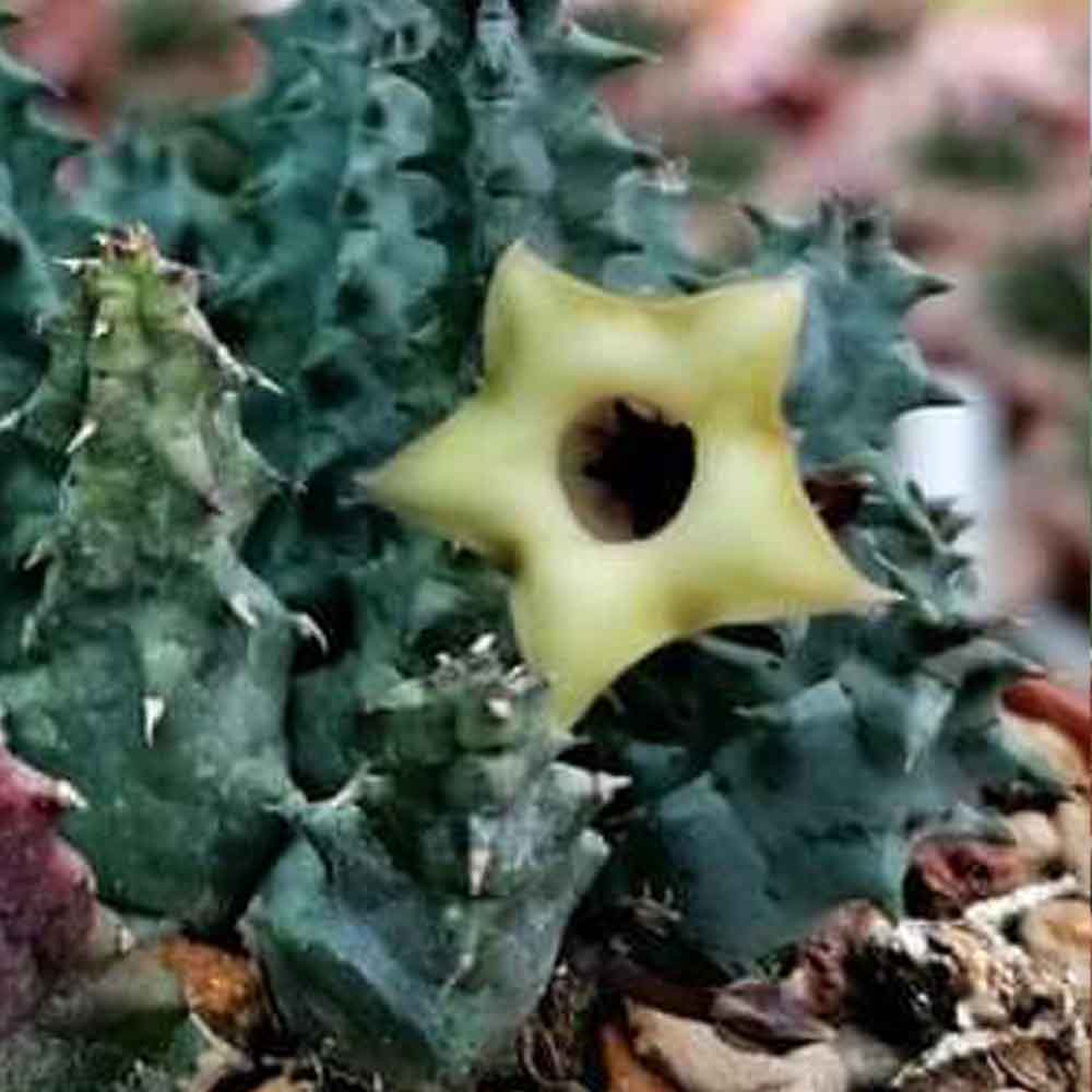 huernia primulina fiore