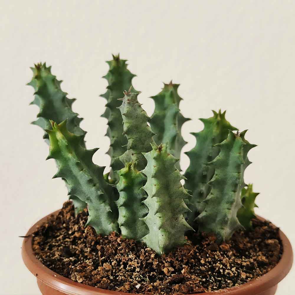 huernia primulina