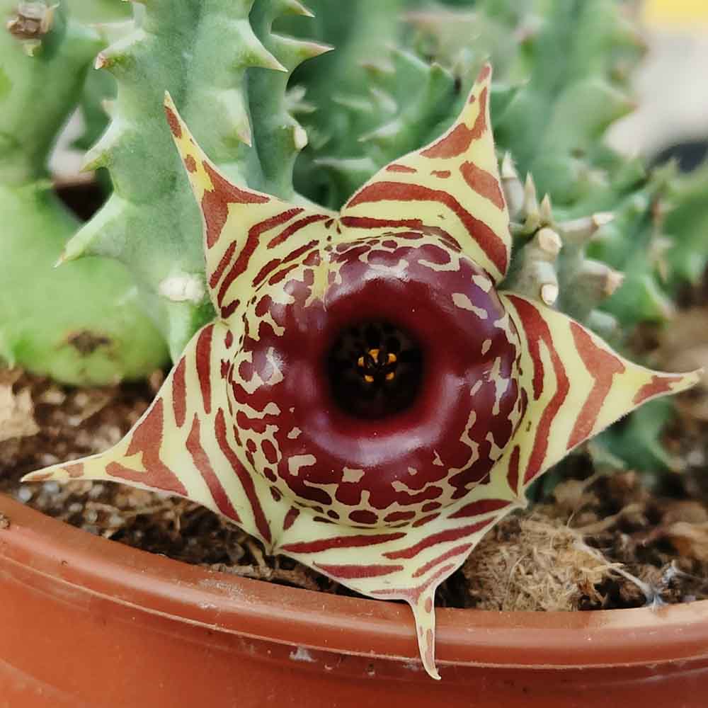 huernia zebrina fiore