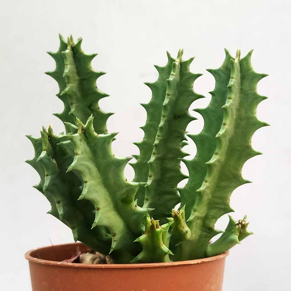 huernia zebrina pianta