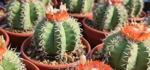 Melocactus matanzanus cactus