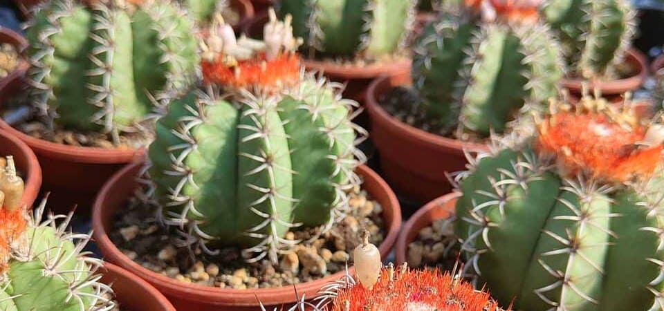 Melocactus matanzanus cactus