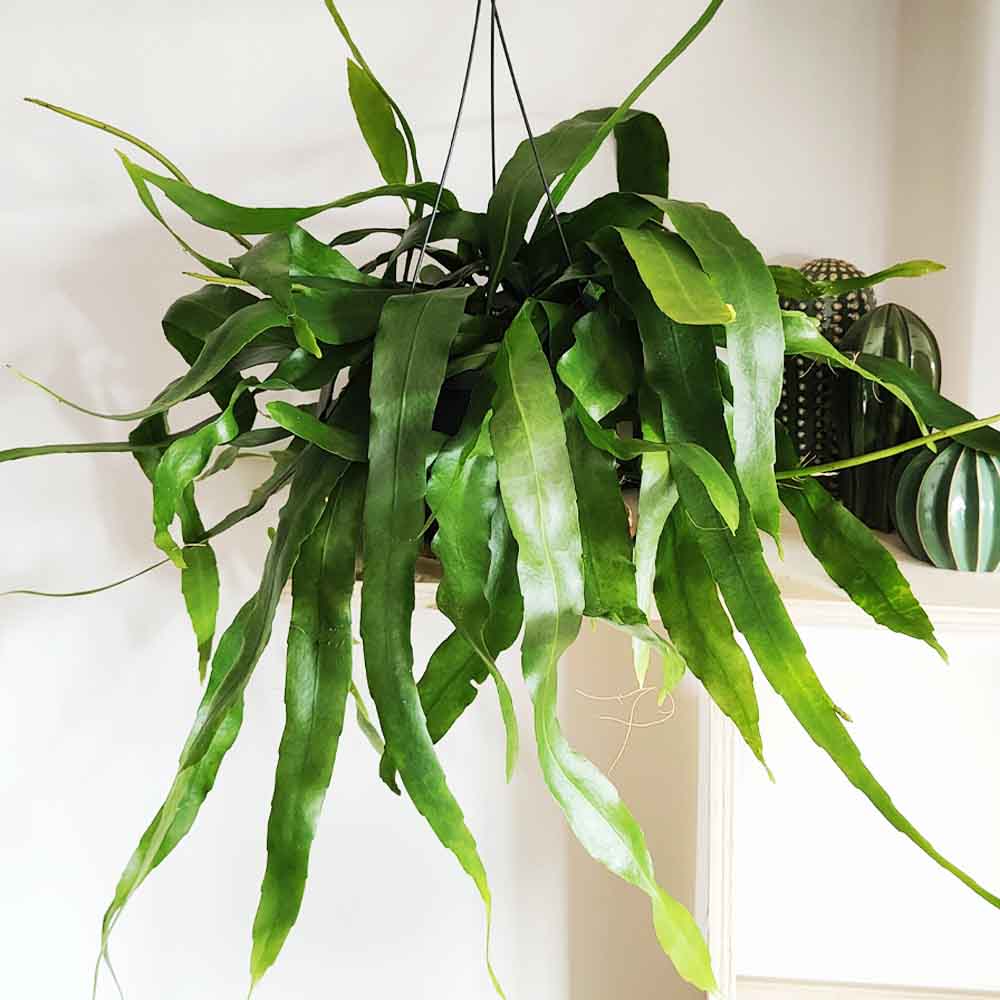 rhipsalis Ramulosa