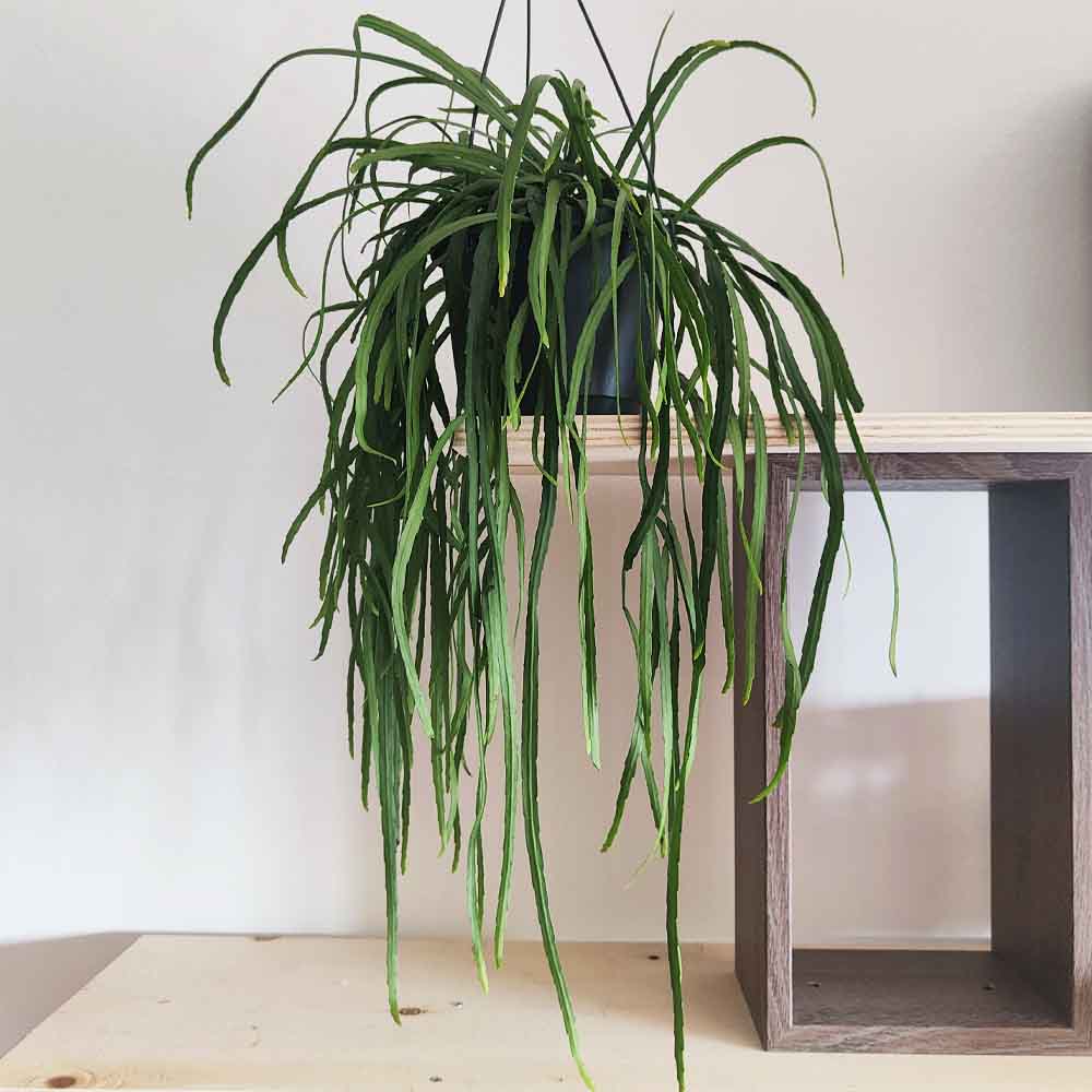 rhipsalis boliviana