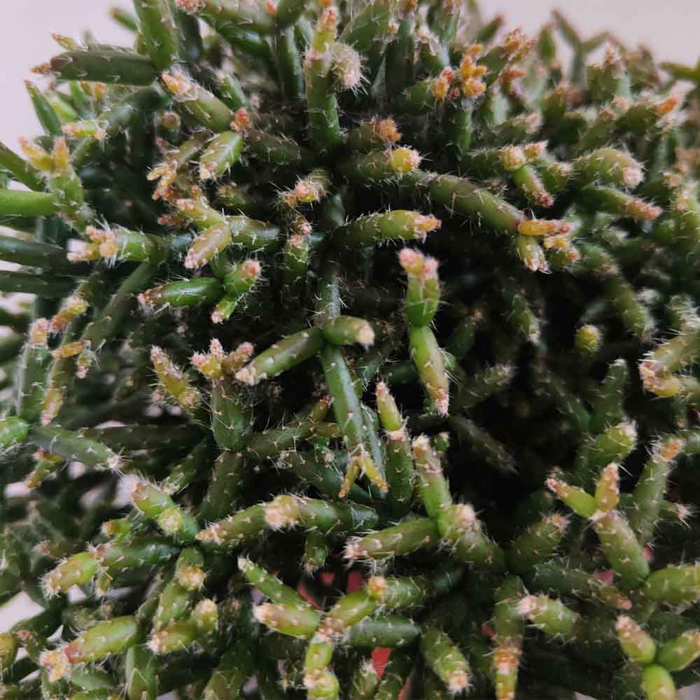 rhipsalis burchellii PIANTA