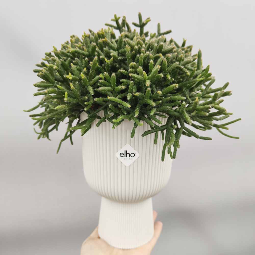 rhipsalis burchellii vaso bianco