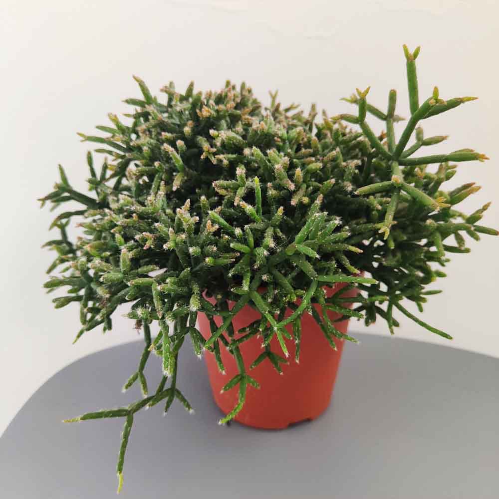 rhipsalis burchellii
