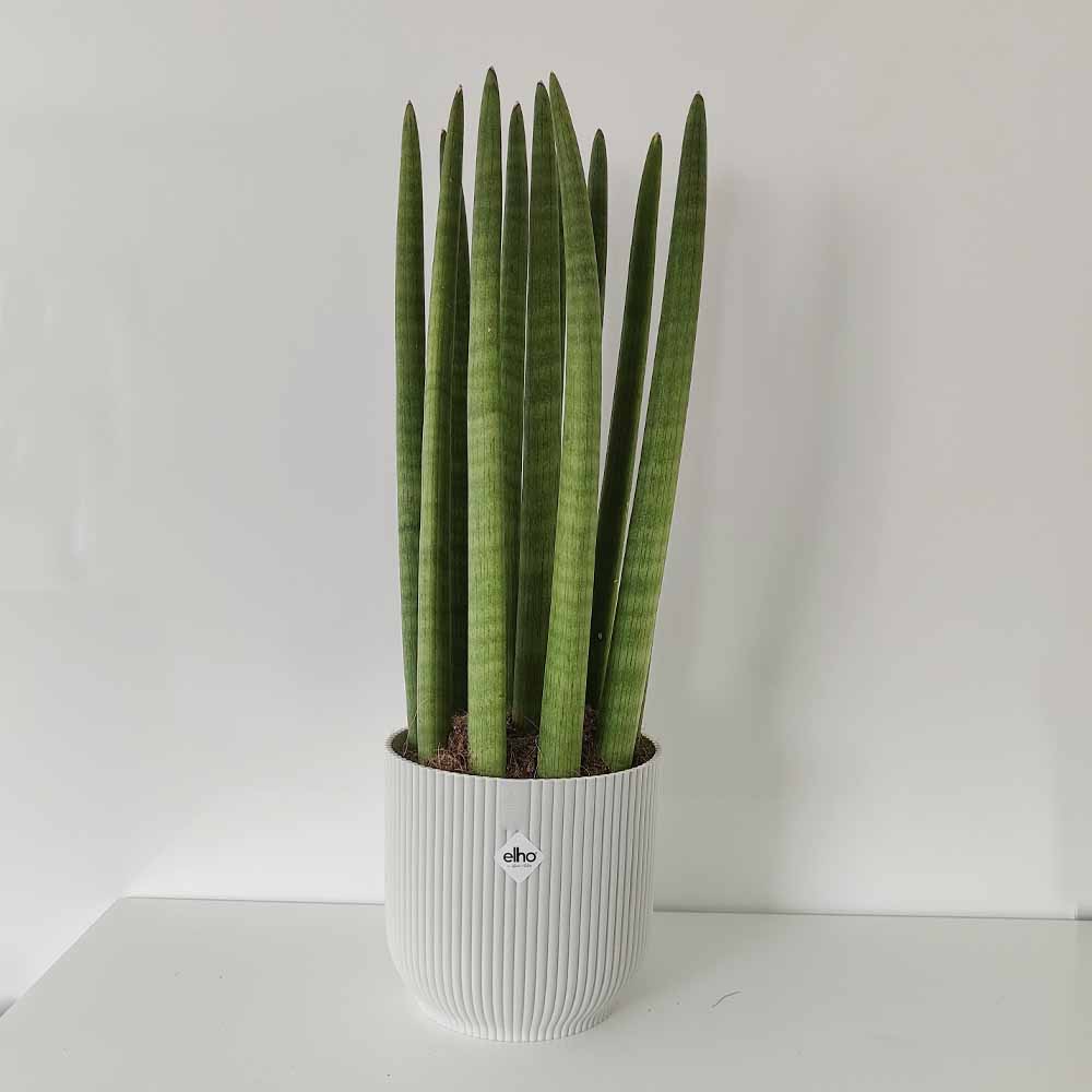 sansevieria cyulyndrica bianco