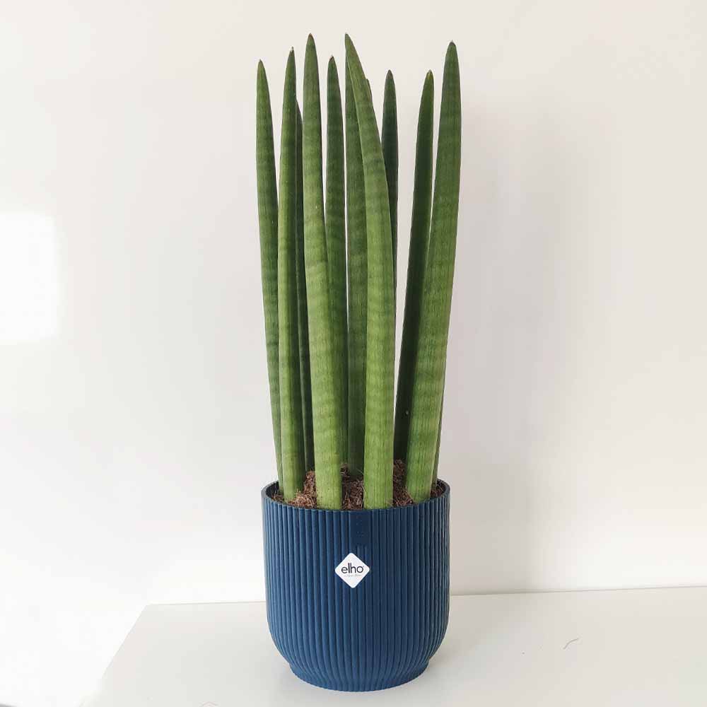 sansevieria cyulyndrica blu