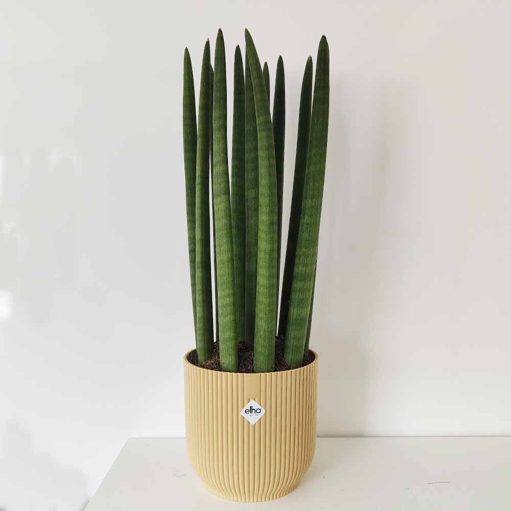 sansevieria cyulyndrica giallo