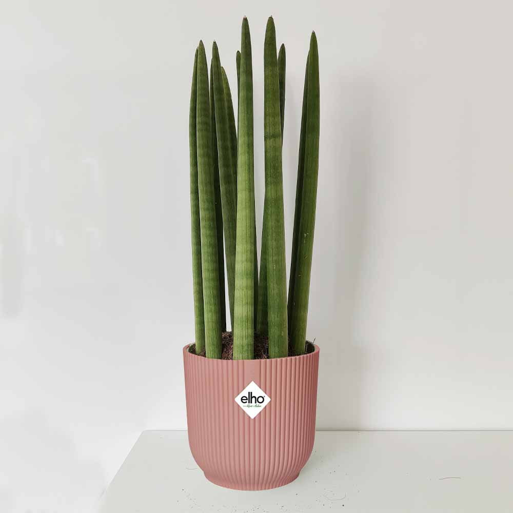 sansevieria cyulyndrica rosa