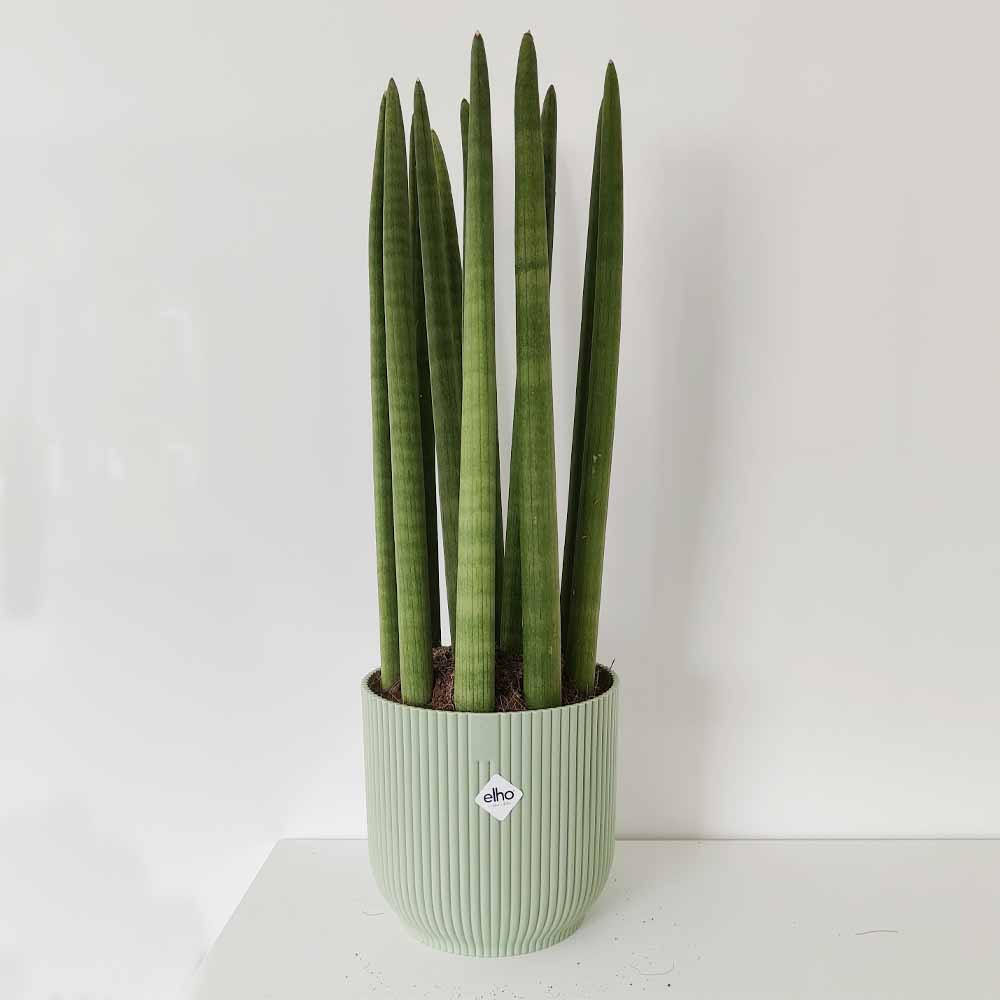 sansevieria cyulyndrica verde