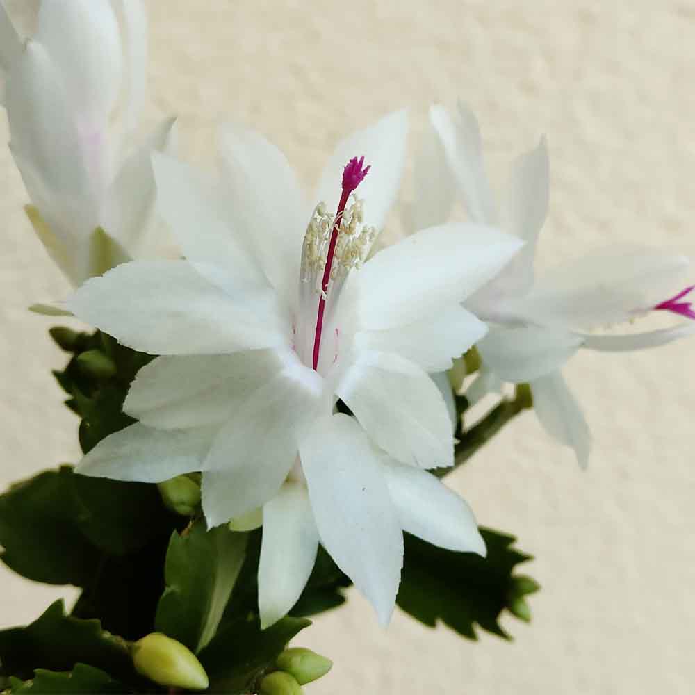 schlumbergera white eva fiore