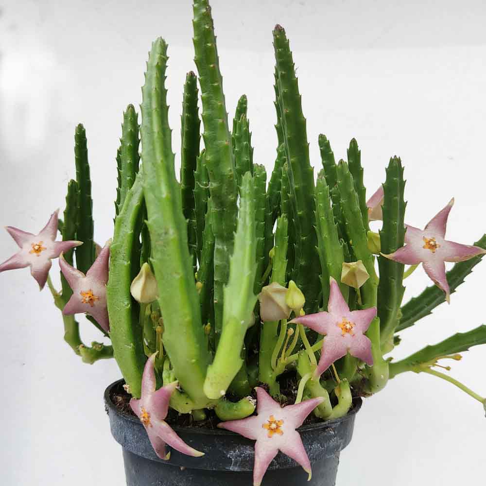 stapelia divaricata