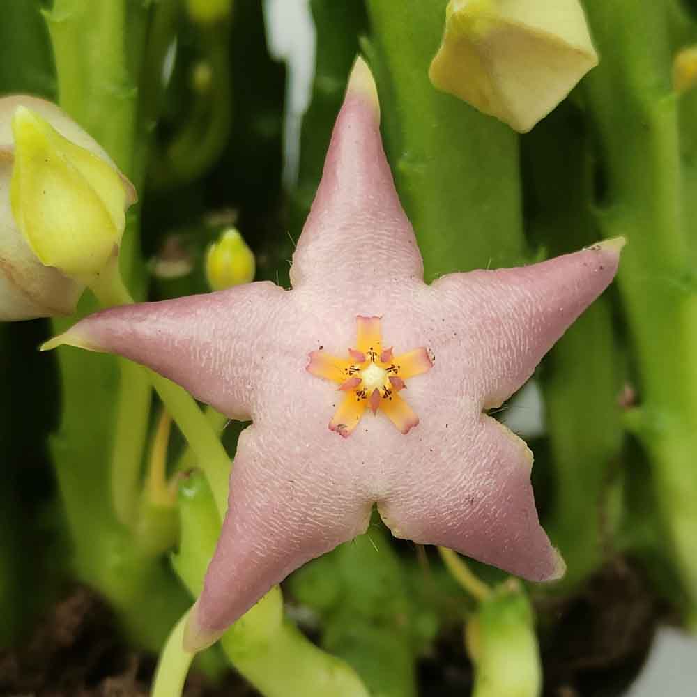 stapelia divaricata fiore