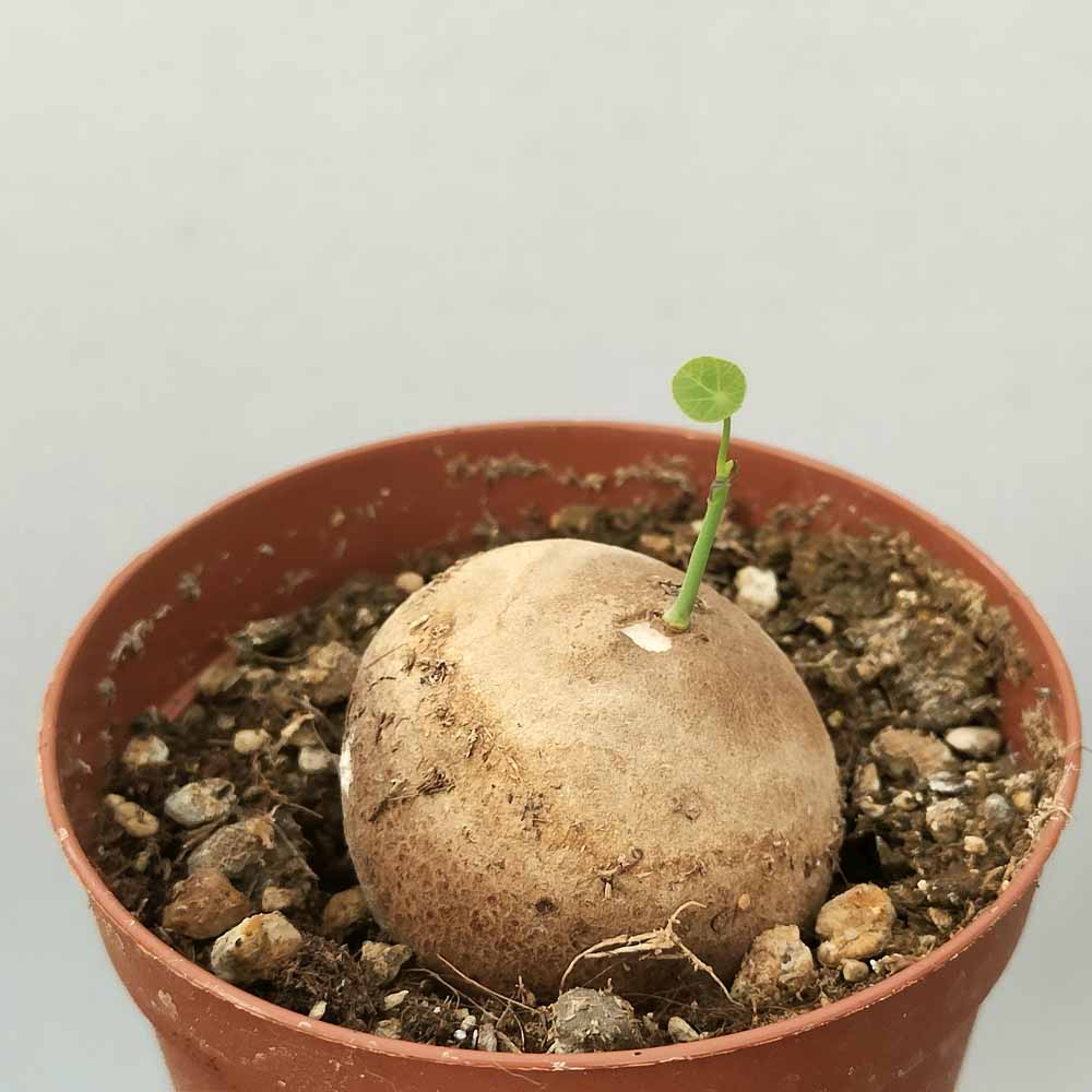 stephania erecta baby pianta