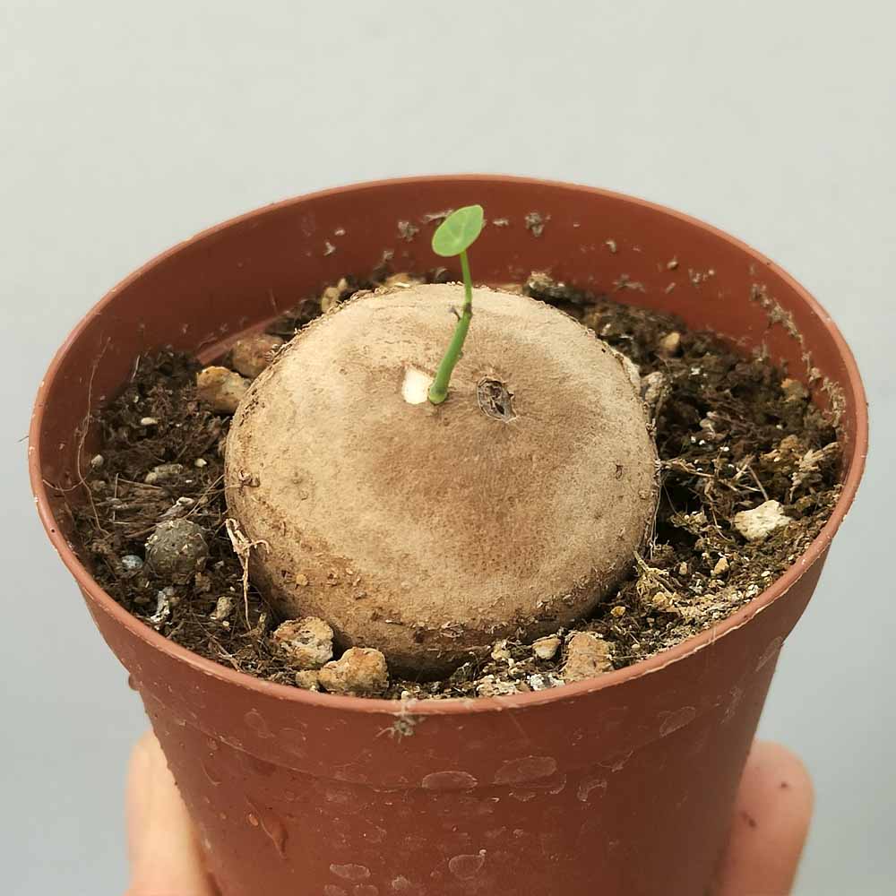 stephania erecta baby