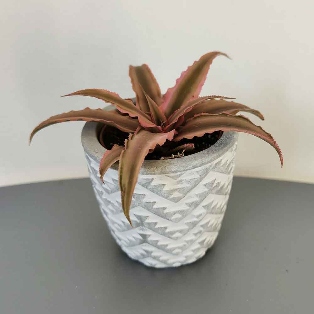 Cryptanthus Bivittatus Pink Starlight design