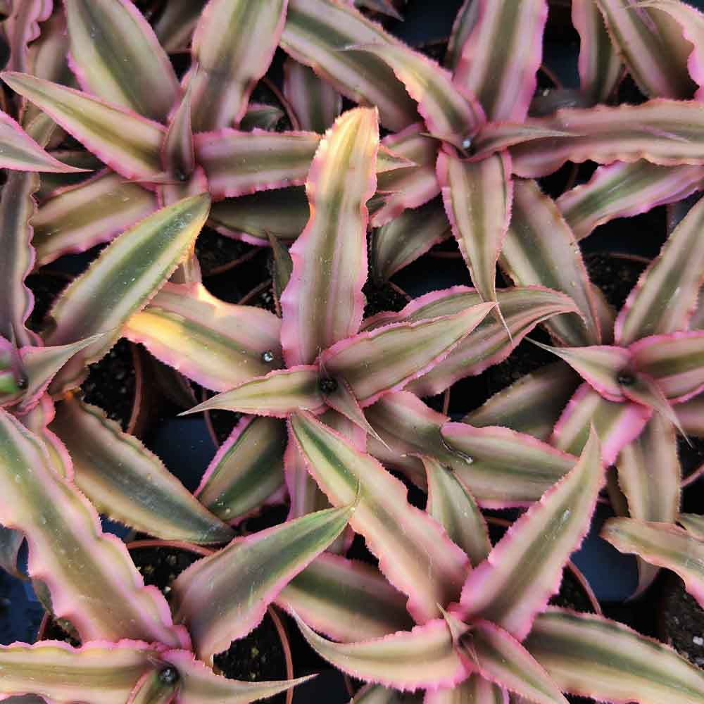 Cryptanthus Bivittatus Pink Starlight