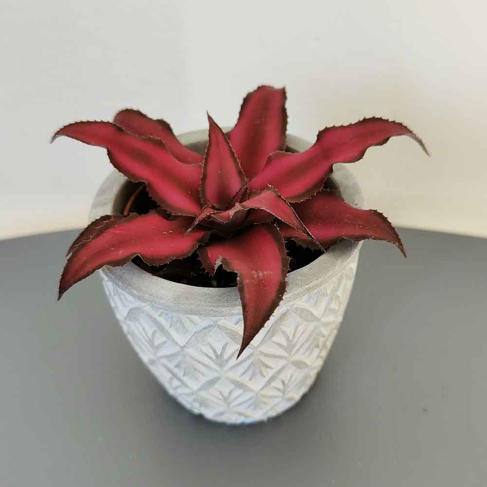 Cryptanthus Bivittatus red design