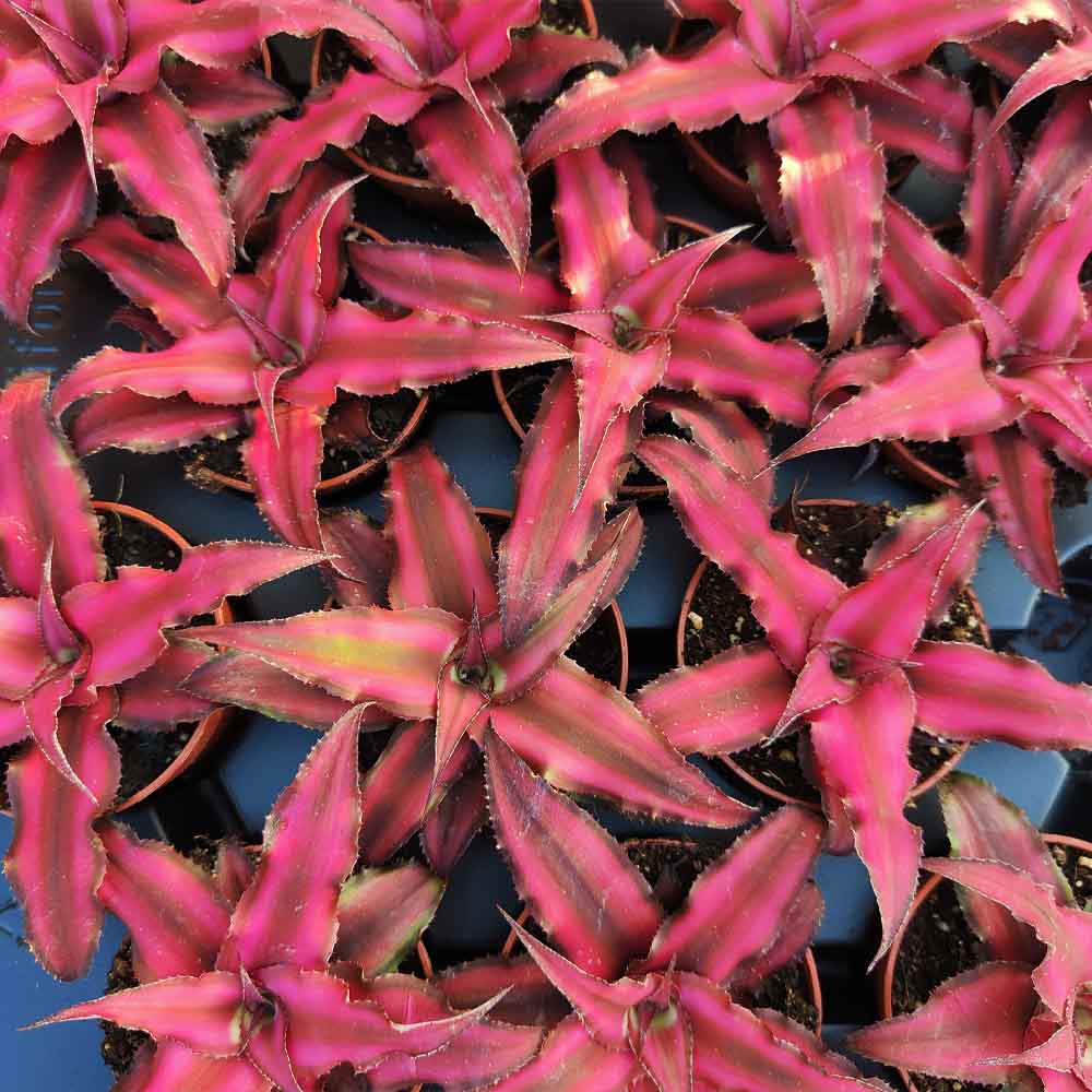 Cryptanthus Bivittatus red starlight