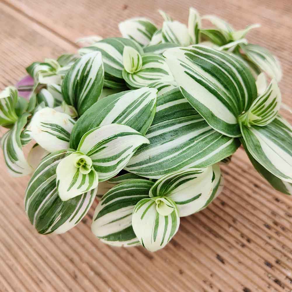 Tradescantia Brightness