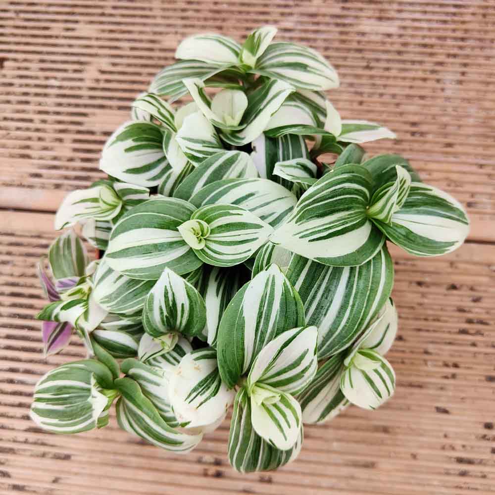 Tradescantia fluminensis Albovittata