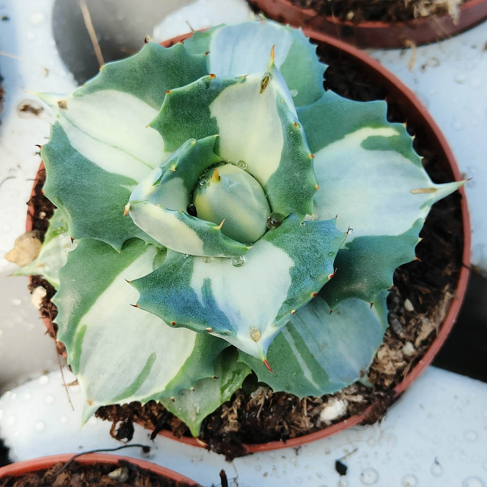agave shoji raijin VARIEGATA