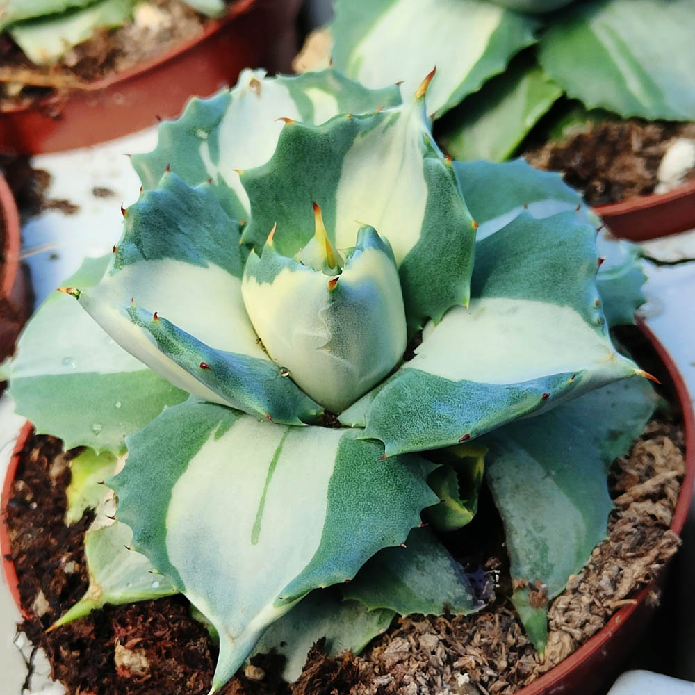 agave shoji raijin variegated