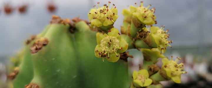 euphorbia eritrea