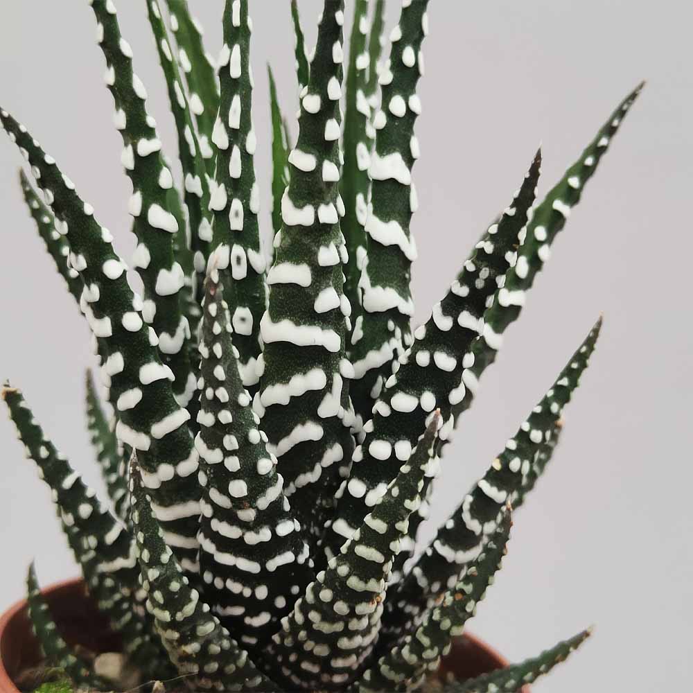 haworthia atteuata zebra pianta