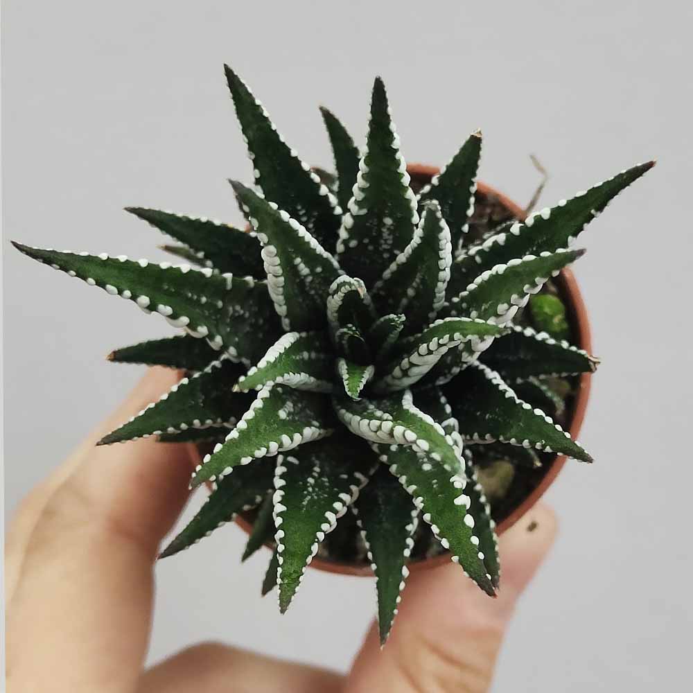 haworthia atteuata zebra