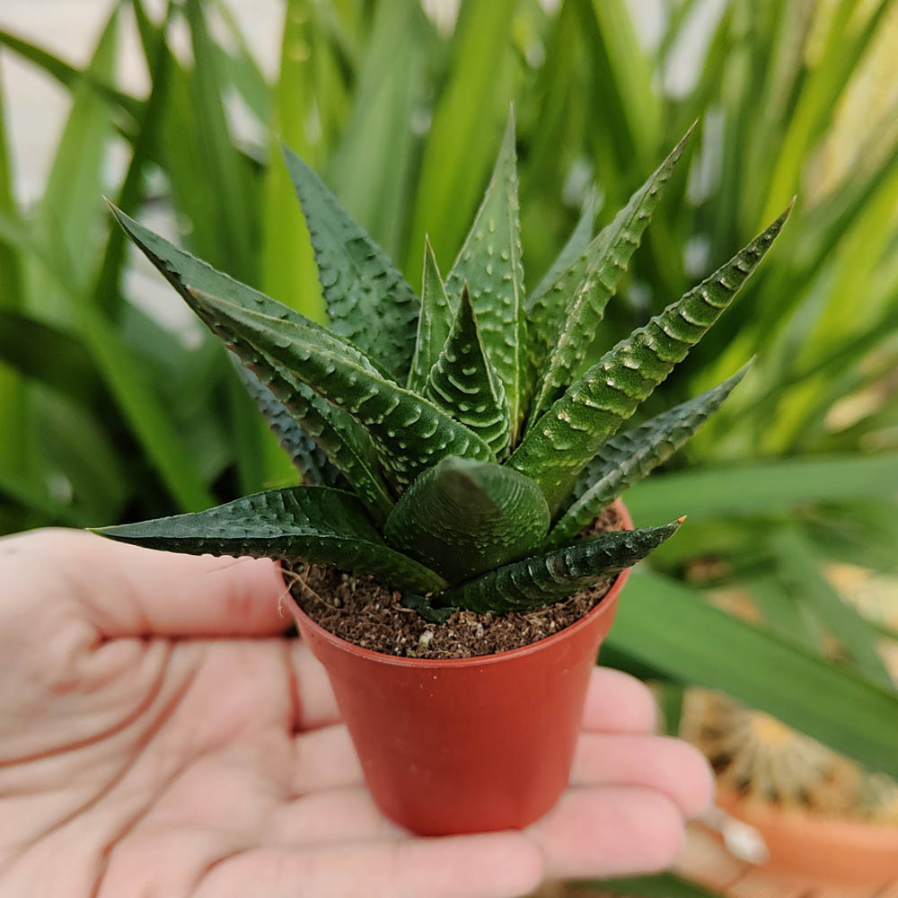 haworthia limifolia pianta grassa