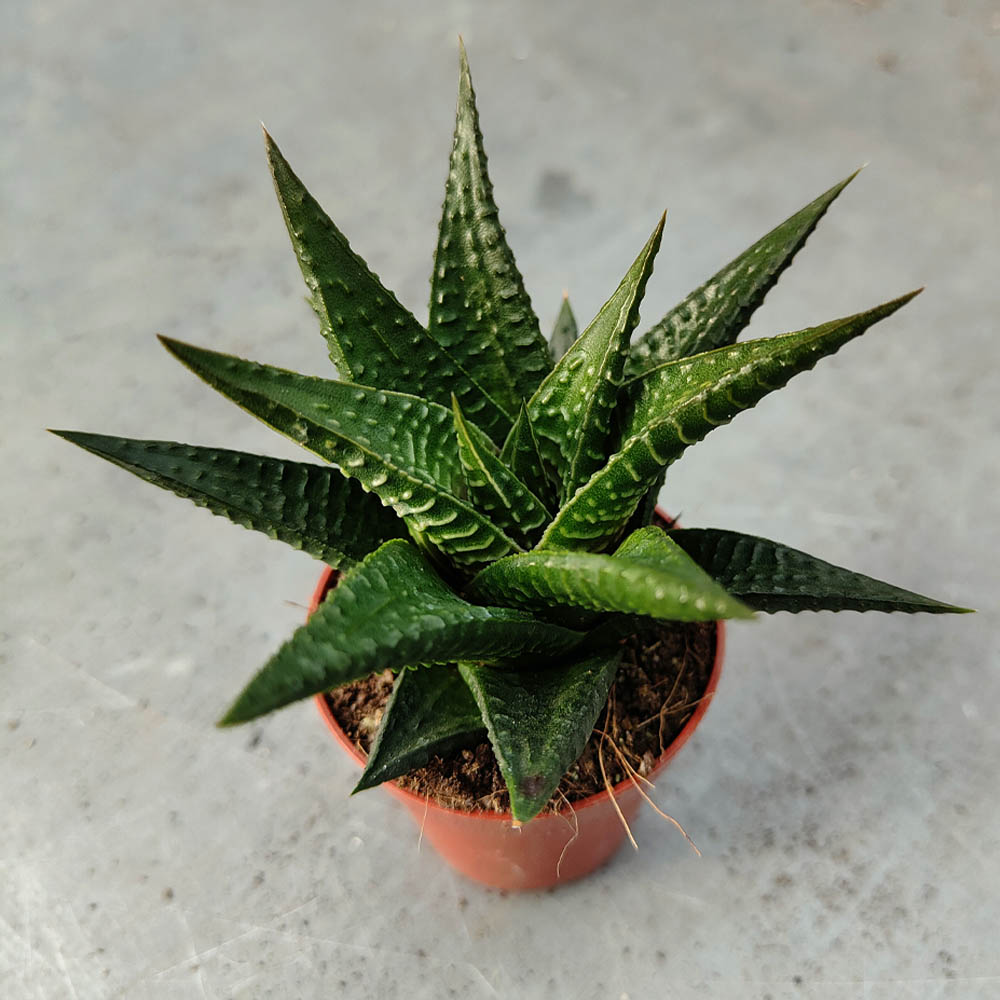 haworthia limifolia pianta