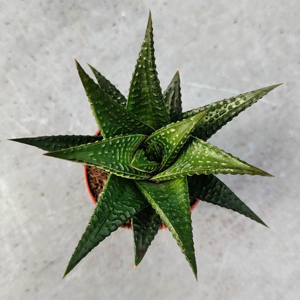 haworthia limifolia