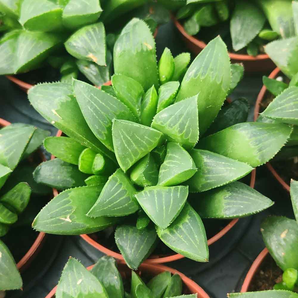 haworthia retusa pianta