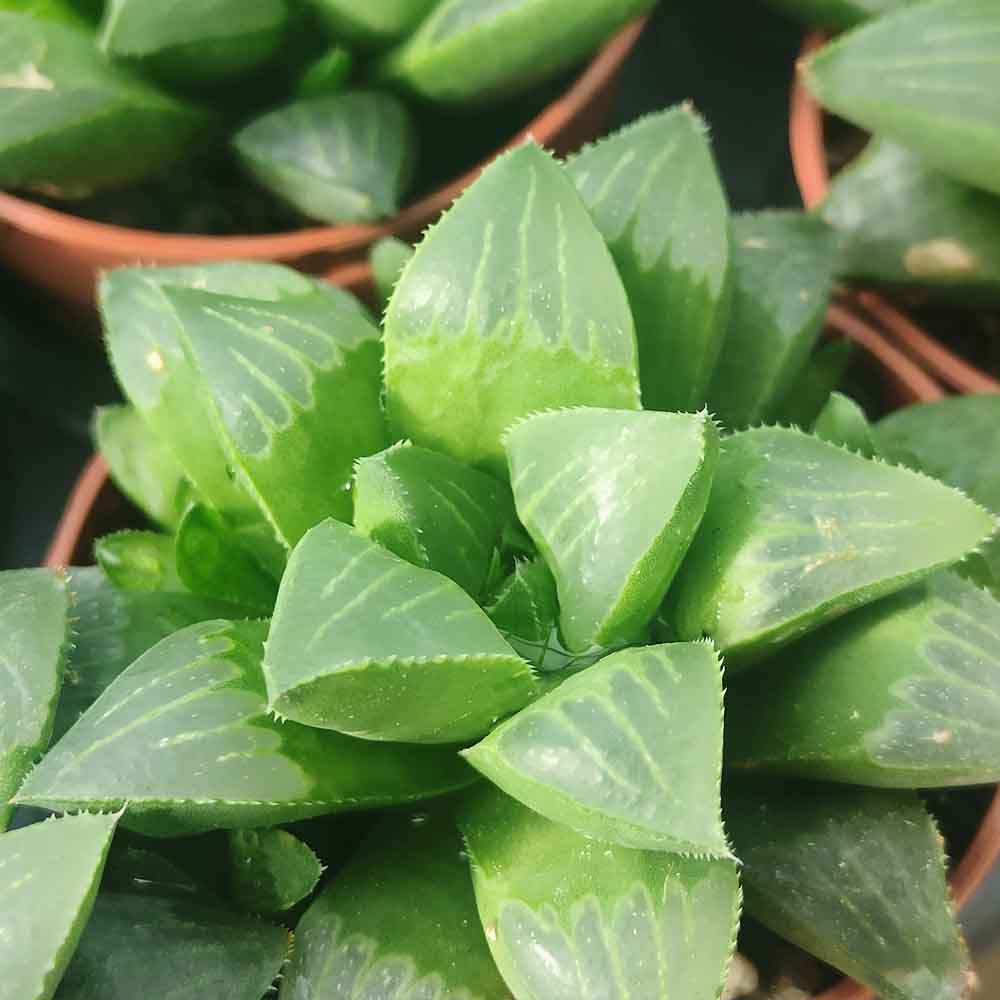 haworthia retusa