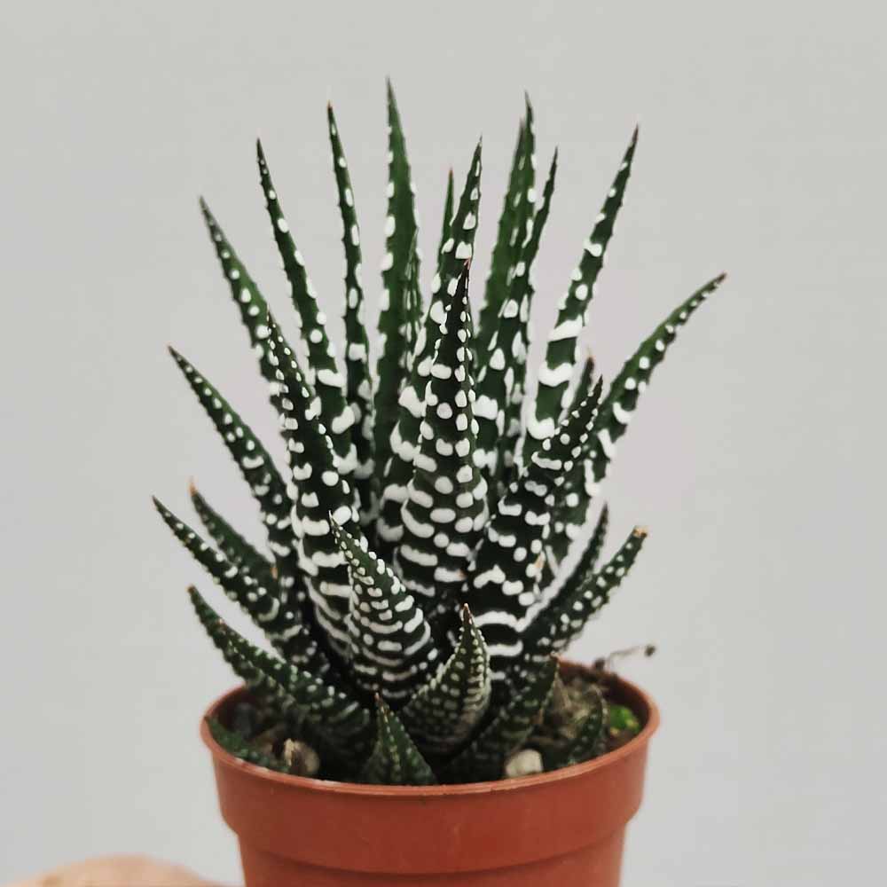 haworthia zebra
