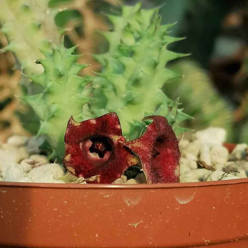 huernia macrocarpa fiore